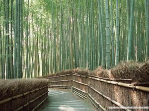 bambusz-008.jpg