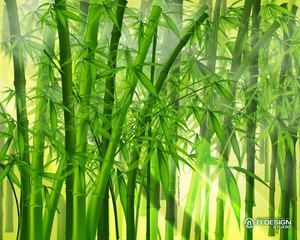 bambusz-012.jpg