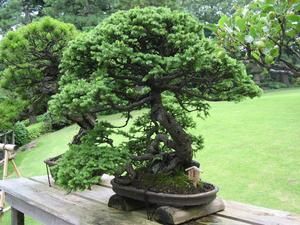 bonsai-006.jpg